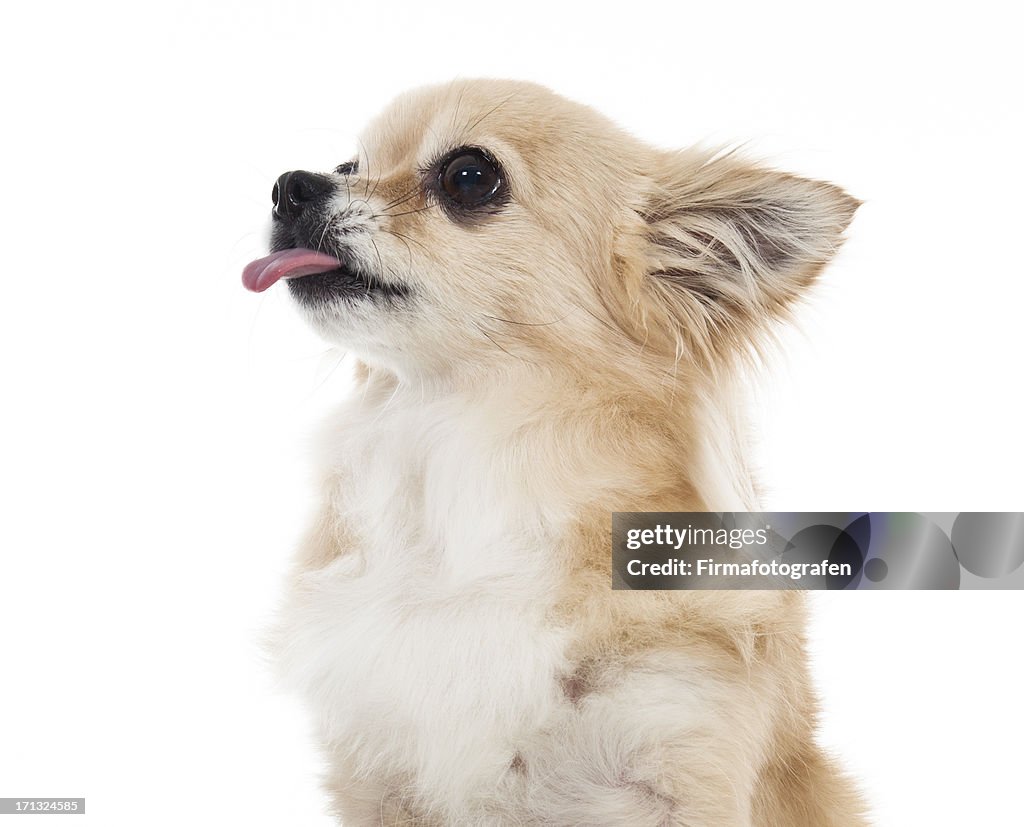 Hungry Puppy Isolated