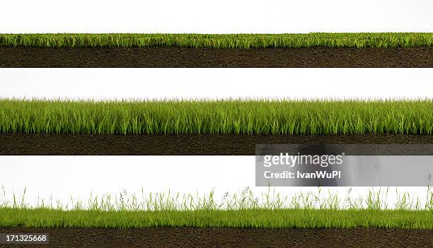 isolated grass - length stock pictures, royalty-free photos & images