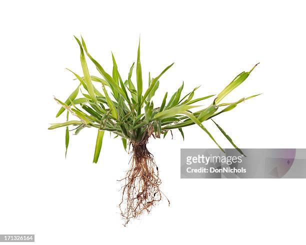 weed with roots isolated - roots stock pictures, royalty-free photos & images