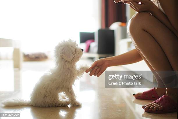 communication and shaking hand - xlarge - dog human hand stock pictures, royalty-free photos & images