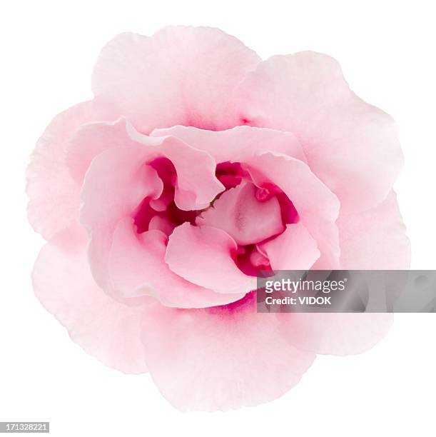 gloxinie - pink flowers stock-fotos und bilder