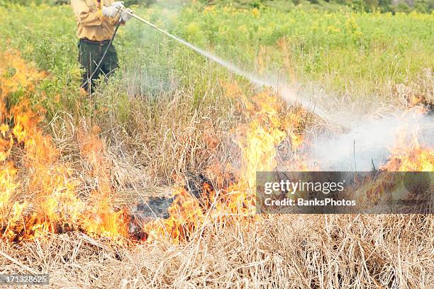 Fire Reed Grass Reed Canary Grass Photos and Premium High Res Pictures - Getty Images