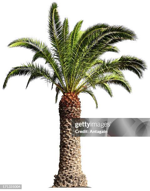 palm tree - coconut isolated stockfoto's en -beelden