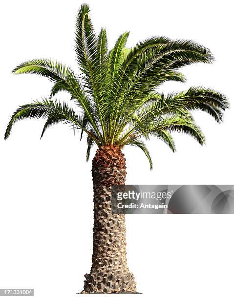 palm tree - palm tree on white stock pictures, royalty-free photos & images