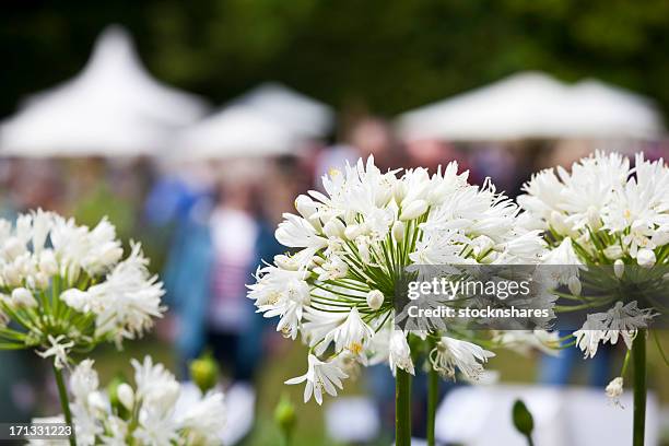 summer flower show - agapanthus stock pictures, royalty-free photos & images