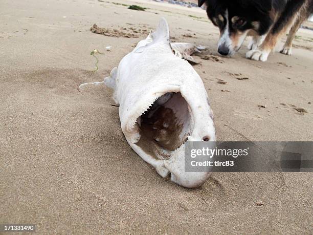 dead dogfish washed up on beach - dogfish stock pictures, royalty-free photos & images