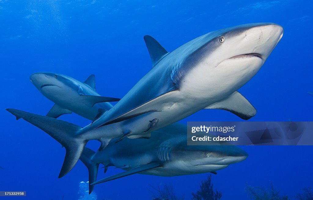 Reef Sharks