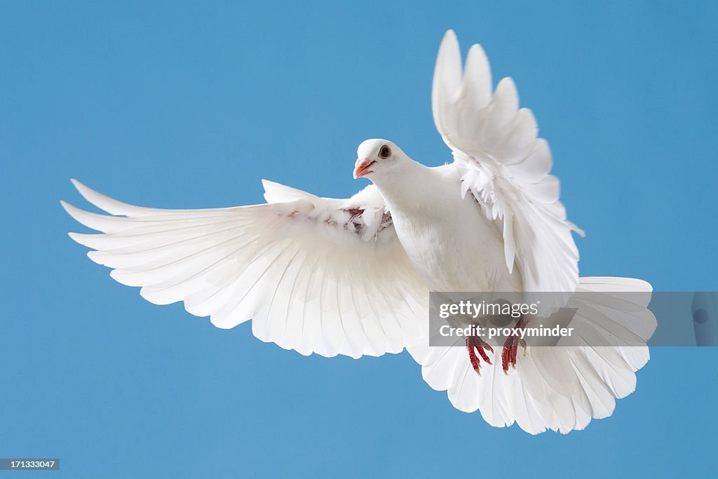 White dove mit ausgestreckten Flügel auf blue sky