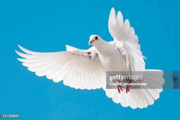 white dove with outstretched wings on blue sky - releasing doves stock pictures, royalty-free photos & images