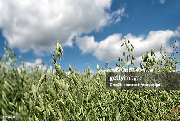 field of oats against great cloudscape - avena stock pictures, royalty-free photos & images