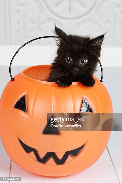 black kitten in jack'o'lantern - black coat stock pictures, royalty-free photos & images