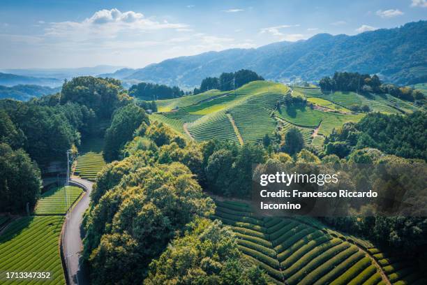 green tea plantation in japan, aerial view - satoyama scenery stock-fotos und bilder