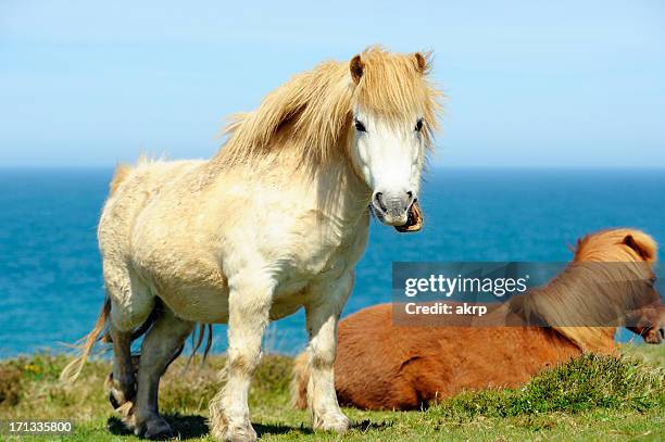 wild shetland ponies - miniature shetland pony stock pictures, royalty-free photos & images