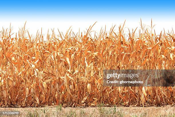 drought corn crop in illinois - famine stockfoto's en -beelden