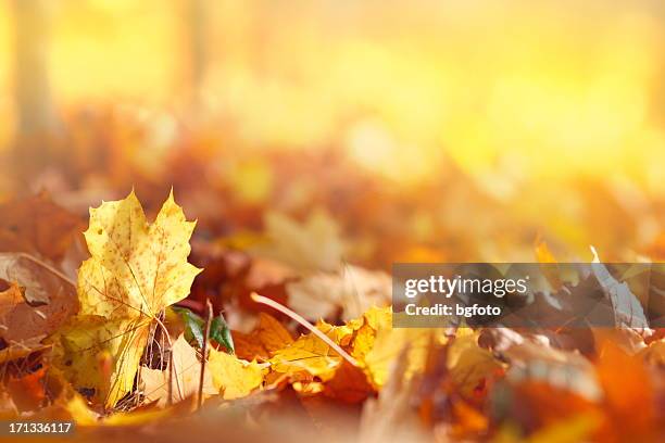 hojas otoñales - september fotografías e imágenes de stock