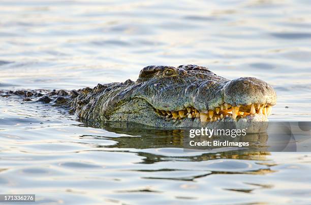 ナイルクロコダイル-南アフリカ - crocodile ストックフォトと画像