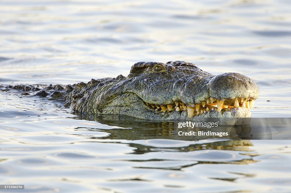 Nile Crocodile - South Africa