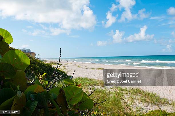 beach and dune vegetation - melbourne stock pictures, royalty-free photos & images
