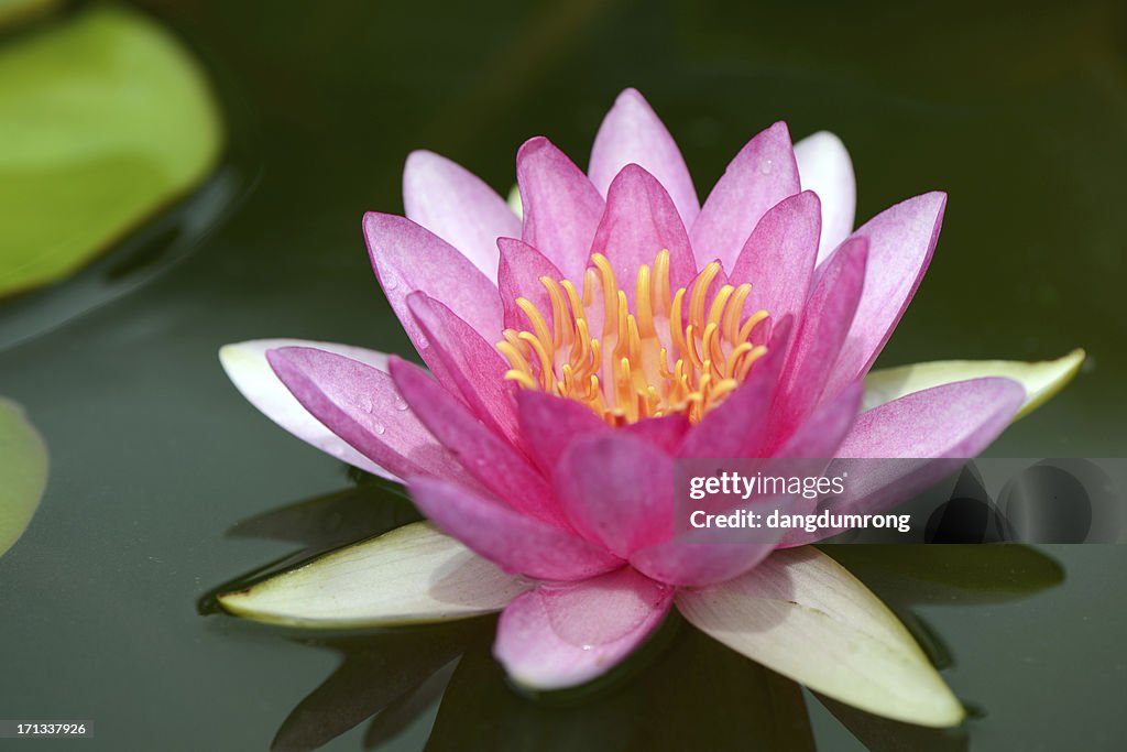 Purple lotus flower on water