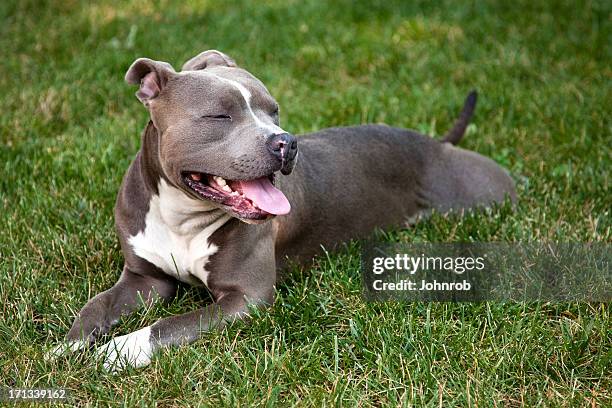 pit bull at rest - pit bull terrier stock pictures, royalty-free photos & images