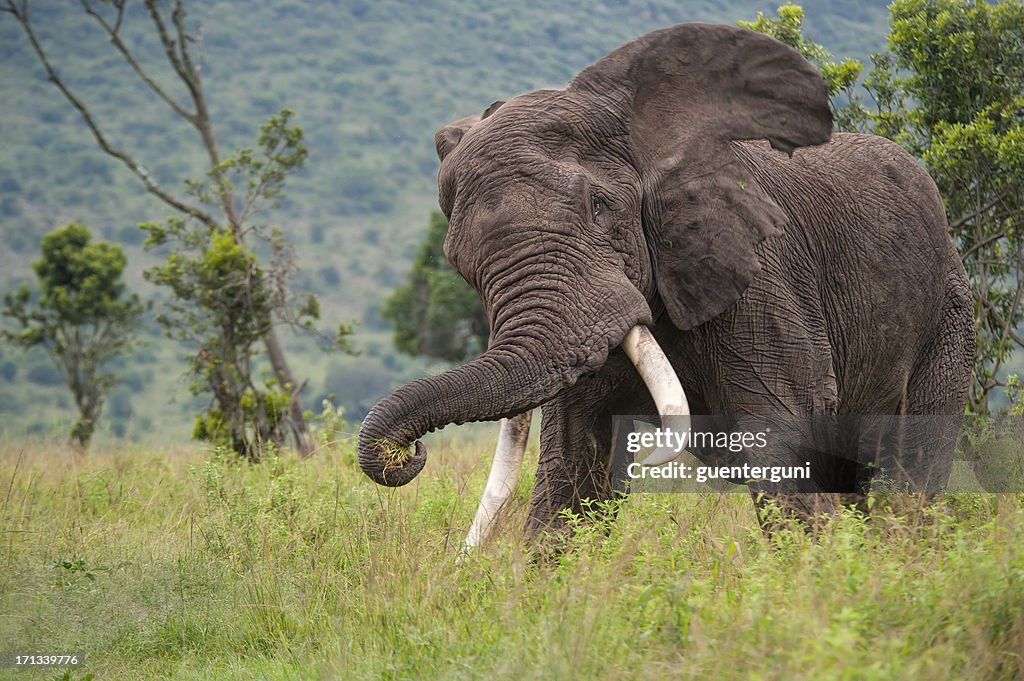 Chasing Elephant in the Masai Mara