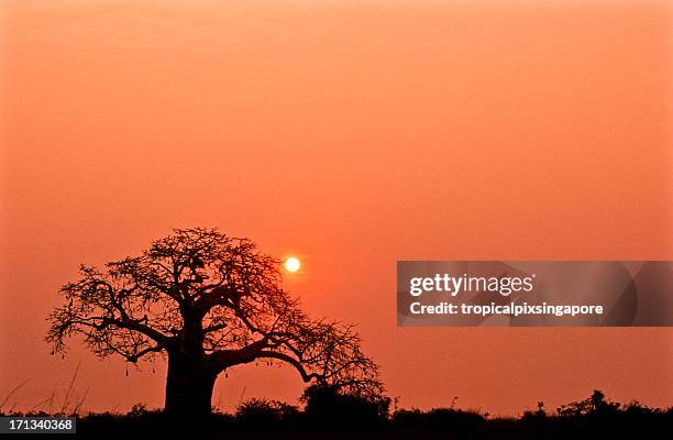 a lone tree in kissama national park in angola at sunset - angola stock pictures, royalty-free photos & images