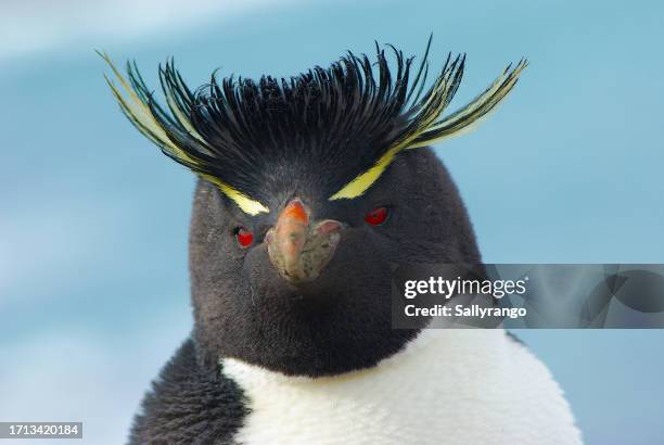 rockhopper penguin on penguin island - argentinien island stock-fotos und bilder