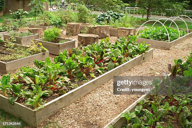 urban community garden - urban garden stockfoto's en -beelden