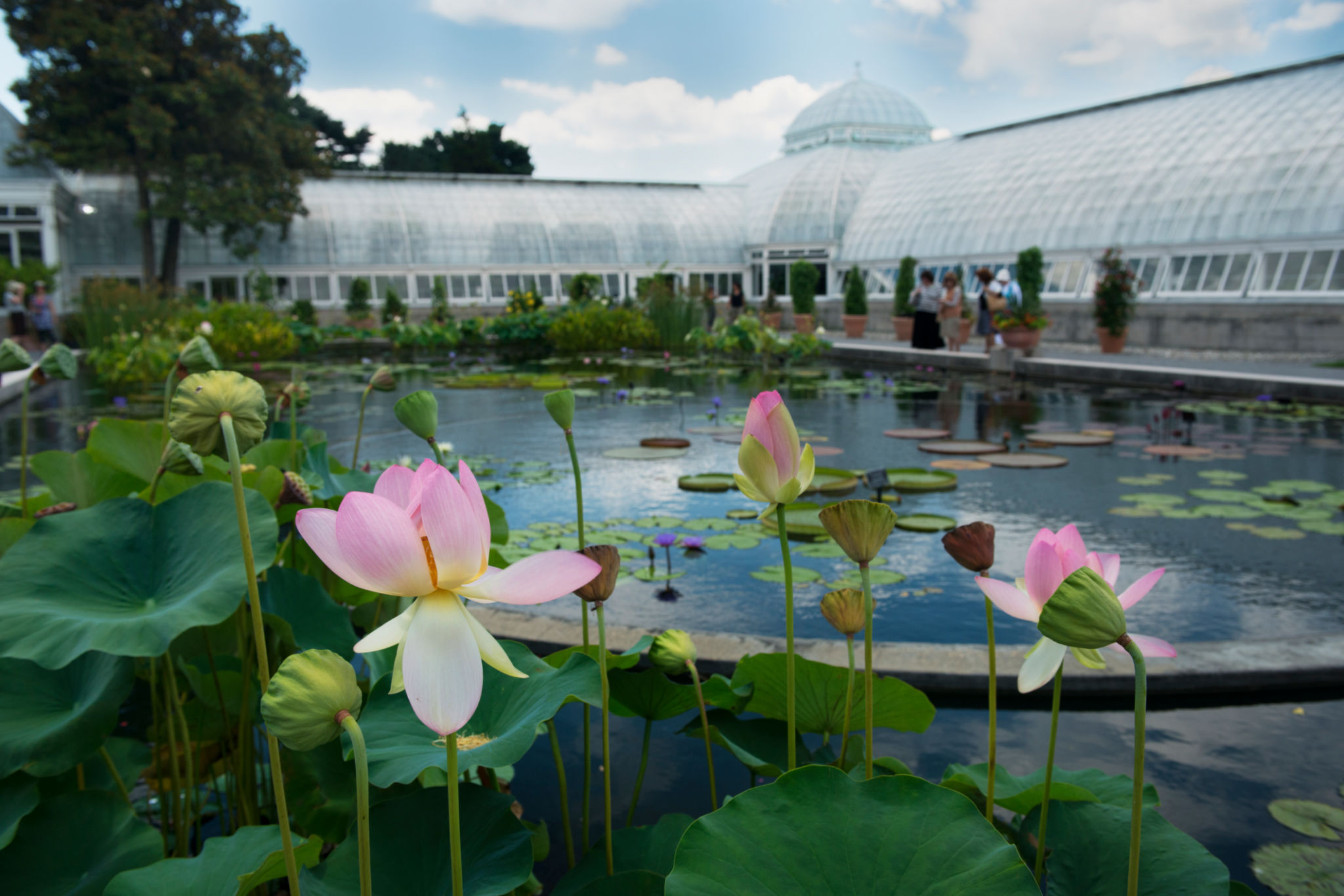 NYC Botanical Garden Lily Pads NYC Botanical Garden Lily Pads
