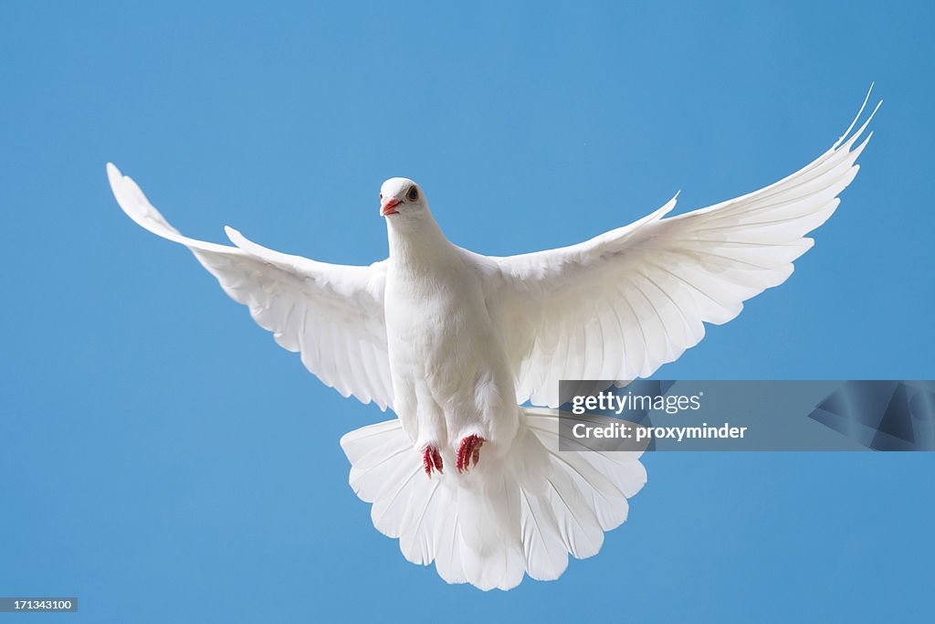 White dove with outstretched wings on blue sky