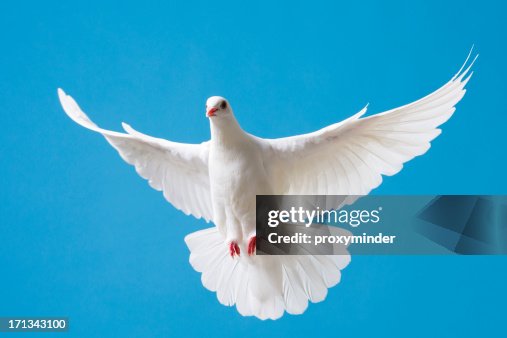 White dove with outstretched wings on blue sky