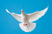 White dove with outstretched wings on blue sky