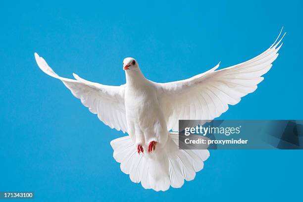 white dove with outstretched wings on blue sky - doves stock pictures, royalty-free photos & images