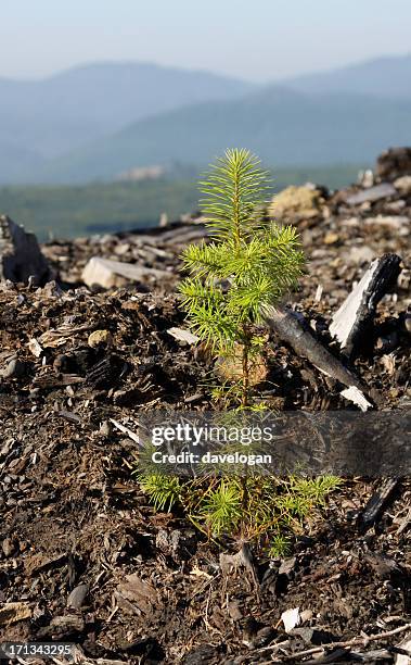 New Tree New Tree Planted Photos and Premium High Res Pictures - Getty Images