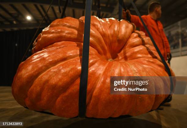 Giant pumpkin transported for the Weigh-Off inside Smoky Lake Arena, on October 7 in Smoky Lake, Alberta, Canada. The 33rd annual Great White North...