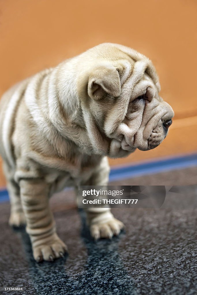 Sharpei puppy from the side