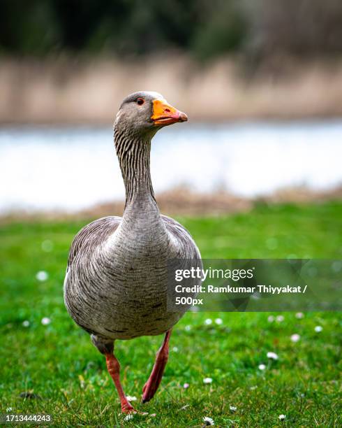 female mallard duck - greylag goose stock pictures, royalty-free photos & images
