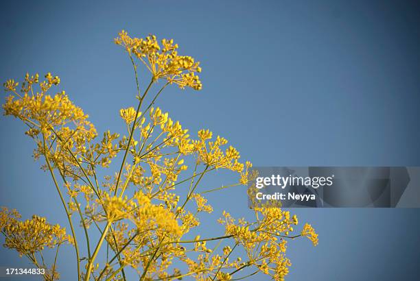 anise (anethum graveolens) - anise plant stockfoto's en -beelden