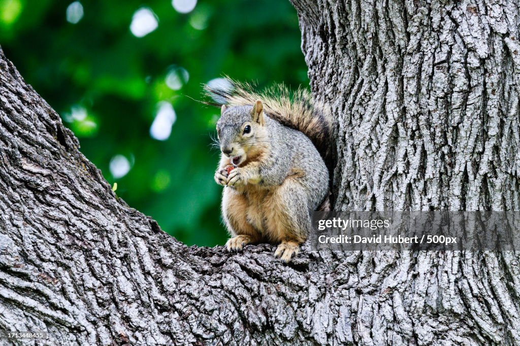 Close-up of gray squirrel on tree trunk,United States,USA