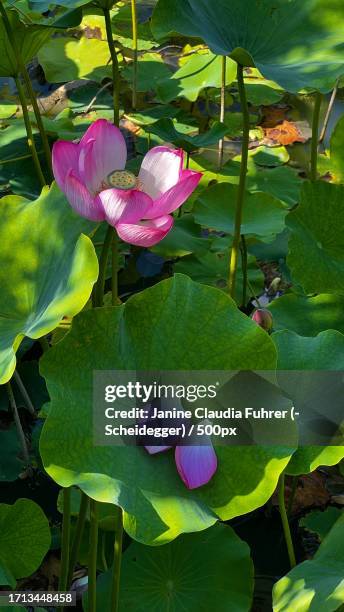 close-up of pink lotus water lily in lake,montreal,canada - janine claudia scheidegger 個照片及圖片檔