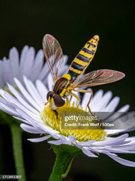 Frank Insect 751 Frank Wolf Pictures Stock Photos, High-Res Pictures, and Images ...