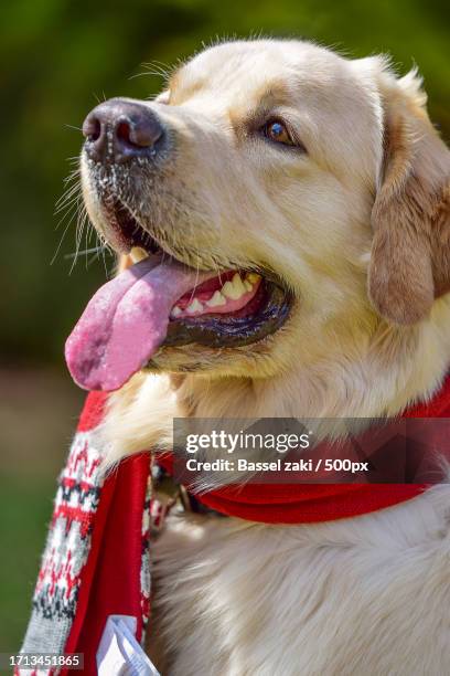 close-up of golden retriever looking away - hecheln stock-fotos und bilder