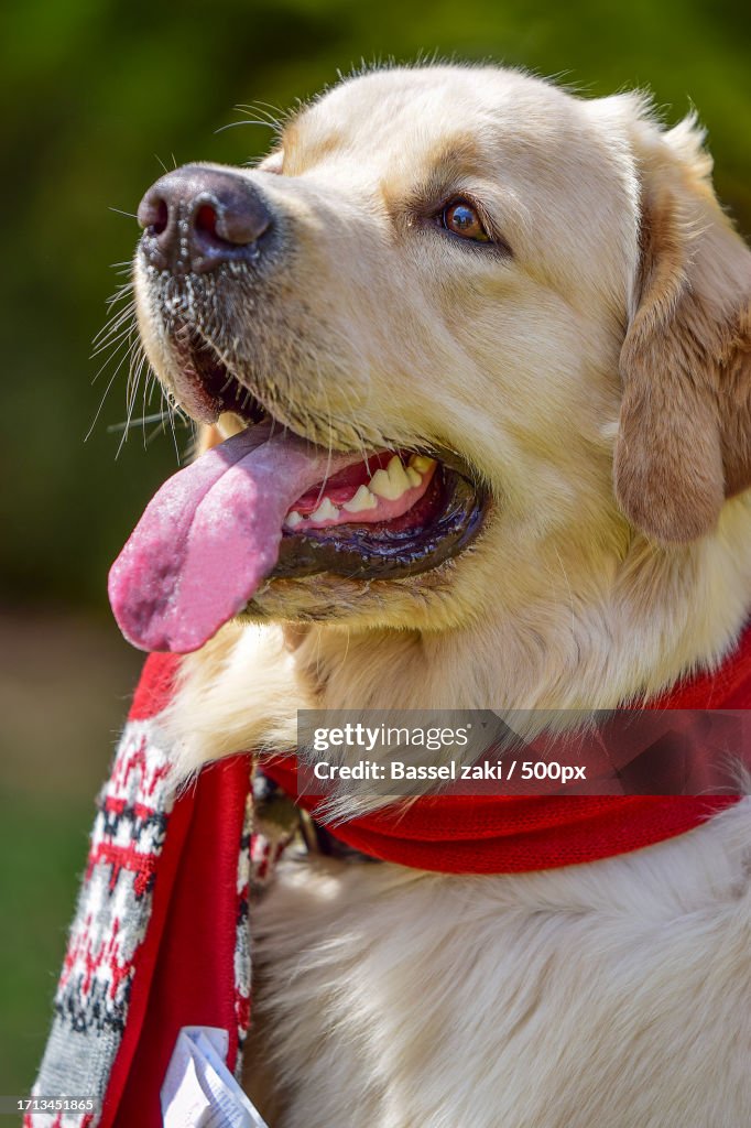 Close-up of golden retriever looking away