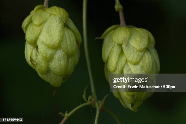 close-up of fruits growing on tree - sugar apple stock pictures, royalty-free photos & images