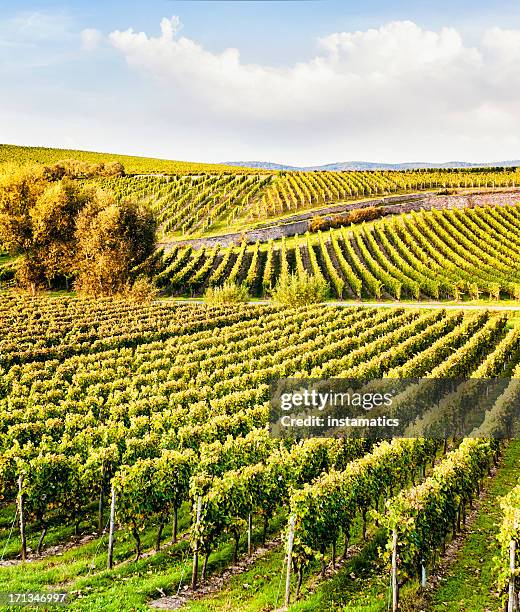 rheingau autumn vineyard - rheingau stockfoto's en -beelden