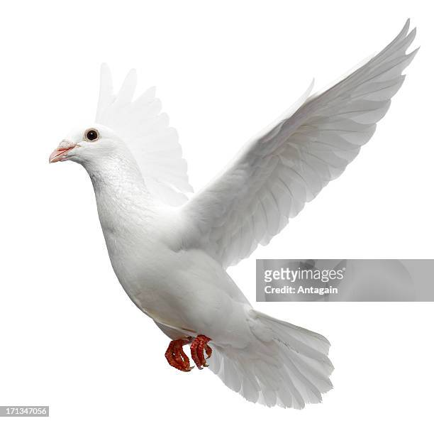paloma blanca - paloma pájaro fotografías e imágenes de stock