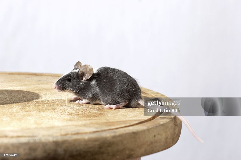 Black and white mouse on wood