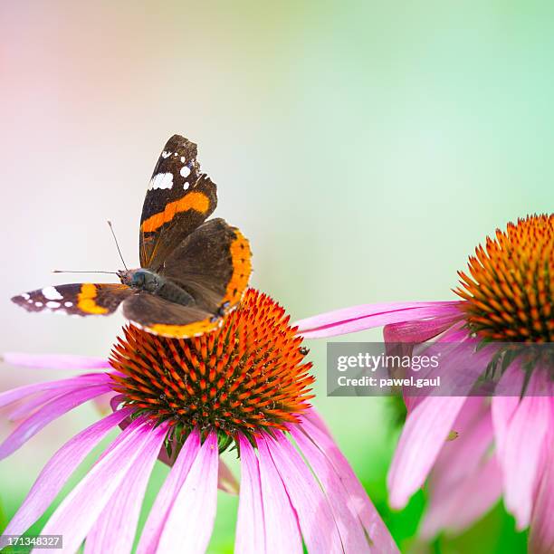 colorful red admiral butterfly pollinating coneflower - vanessa atalanta stock pictures, royalty-free photos & images