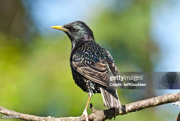 europäische star in einem baum - starling stock-fotos und bilder