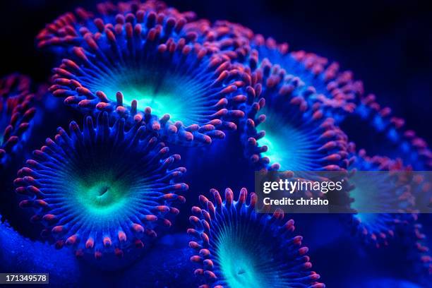 rote und grüne zoanthids - zoanthid stock-fotos und bilder